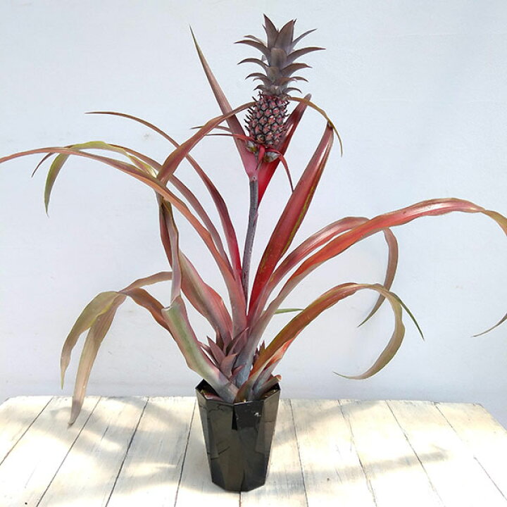 楽天市場 果樹の苗 わけあり特価 パインアップル パイナップル ミラ4 5号ポット 葉と実が鮮やかな赤 鑑賞 食用 実付き株 園芸ネット プラス