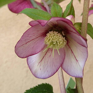 NX}X[YF*v`h[ہiނj3|bg