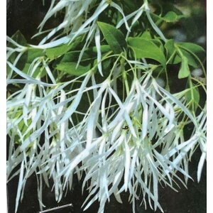 Ԗ ؂̕c/AJqgco^SiiWW̖؁j 5.5-6|bg