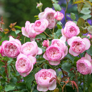バラの苗/デビッド・オースチン・ロージズ：ザ・ミル・オン・ザ・フロス6L鉢植え【開花見込株】