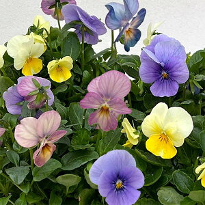 Ԃ̕c/rIFXC[c~bNX@Xm[zCgP[L4|bg