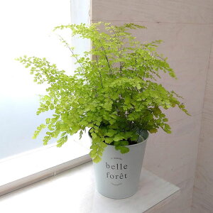 アジアンタム 観葉植物 観葉植物の人気商品 通販 価格比較 価格 Com