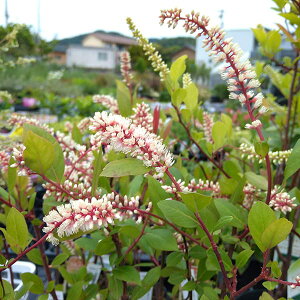 Ԗ ؂̕c/RomYCiFg3|bg