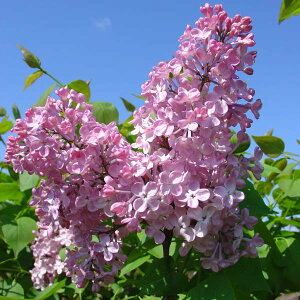 Ԗ ؂̕c/CbNFCfYubV6|bg