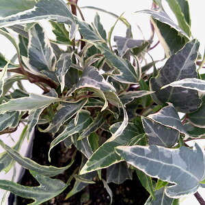 Ԃ̕c/wfF^Cj[tFU[3|bg