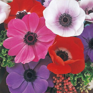 Ԃ̕c/AllF|g ԐFA\[g3.5|bg 4Zbg