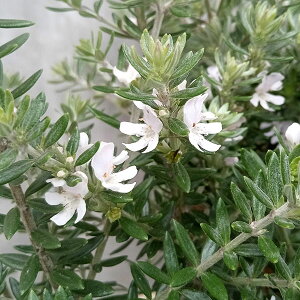 Ԗ ؂̕c/EGXgMAΗt7|bg