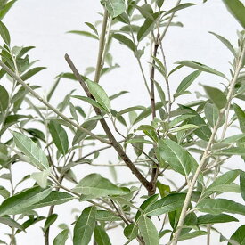 花木 庭木の苗/ロシアンオリーブ（ホソバグミ）5号鉢植え