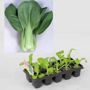 ؂̕c/؂10ApbNE`QTC~Oiؕcj