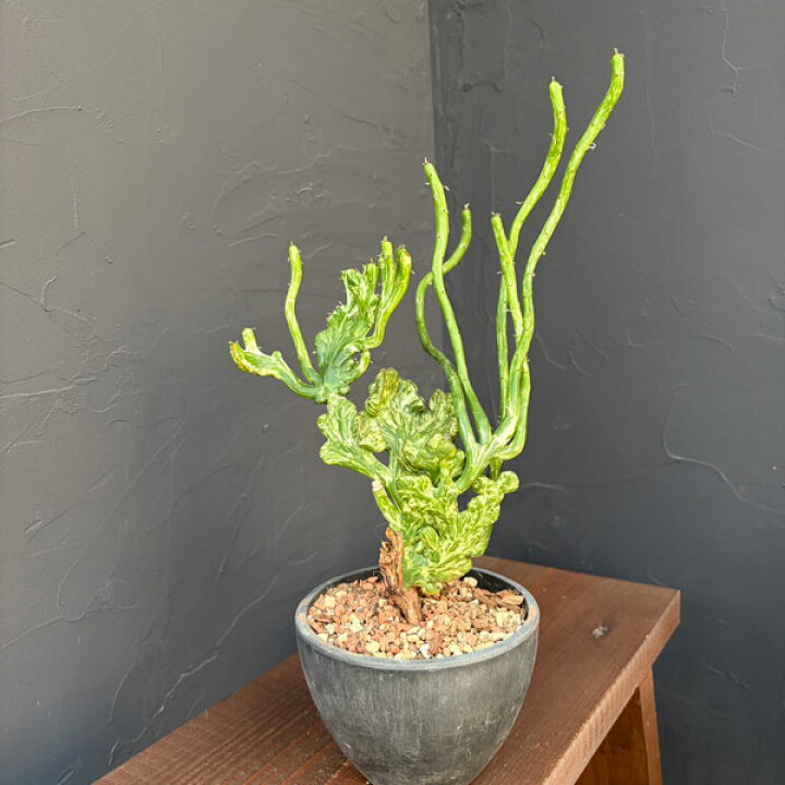 楽天市場】観葉植物/ユーフォルビア：オンクオラータ（斑入り） ミルク 