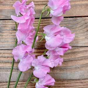 Ԃ̕c/XC[gs[FsNiNo.3j3|bg 6Zbg