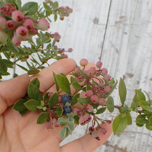 ʎ̕c/lCeBuu[x[iveBj2.5|bg