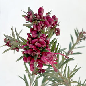 Ԗ ؂̕c/OrAFWGoX5|bg