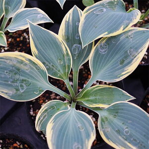 Ԃ̕c/M{EVizX^E^jFt@[XgtXg4|bg*