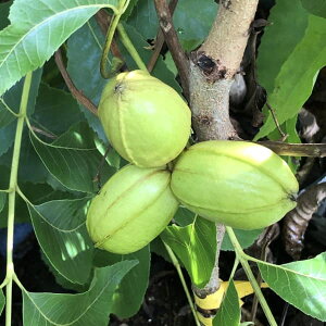 ʎ̕c/yJibcFTvCY7|bg