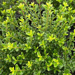 ツゲ 盆栽 植木の人気商品 通販 価格比較 価格 Com