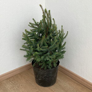 Ԗ ؂̕c/Ji_gEqFGLjNX}X5|bg