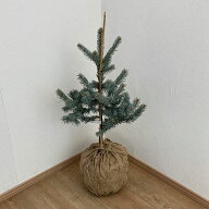 花木 庭木の苗/ピセアプンゲンス（プンゲンストウヒ）：ホプシー 樹高60-80cm根巻き