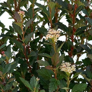 Ԗ ؂̕c/e}VcPFXC[g`F[eB[ 5|bg