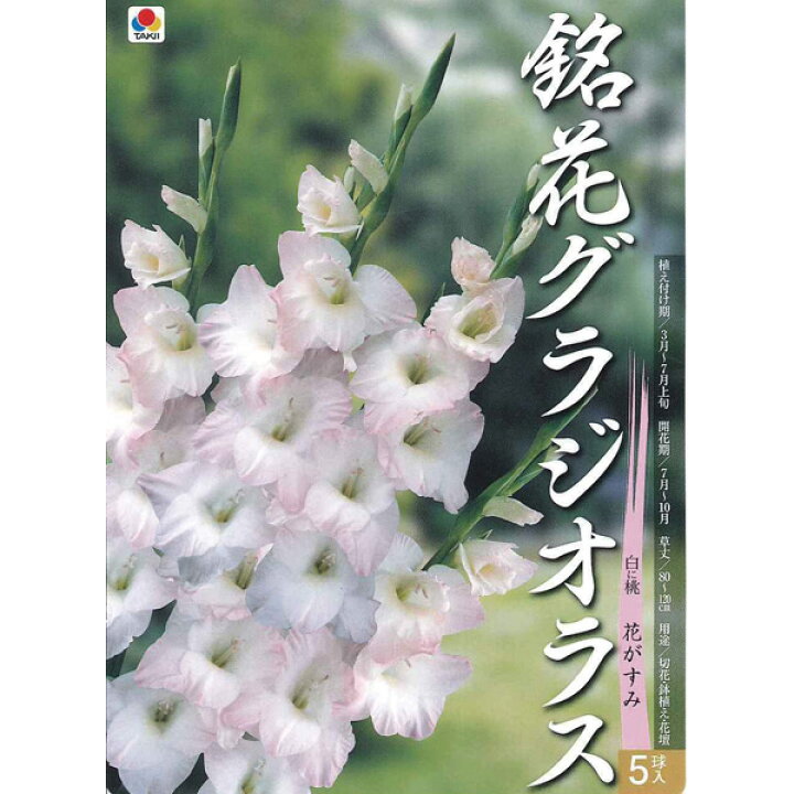 楽天市場 球根 グラジオラス 花がすみ 5球入り 園芸ネット プラス