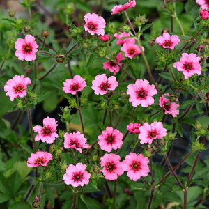 Ԃ̕c/|eeBFwWF[3.5|bg