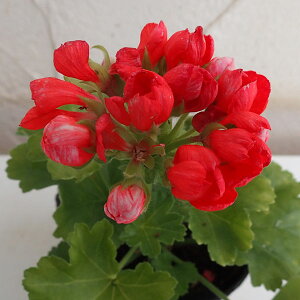 Ԃ̕c/[jEF`[bv[jEiIWj3.5|bg