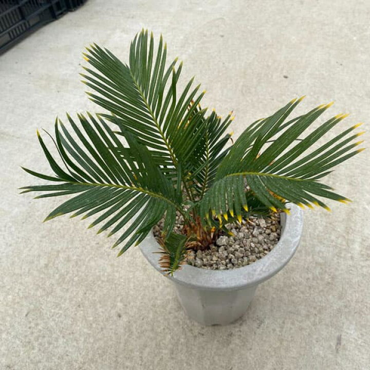 楽天市場】観葉植物/金環ソテツ 7号鉢植え : 園芸ネット プラス