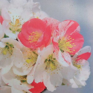 Ԗ ؂̕c/{Pi؉ZjFi`EWzEj3|bg