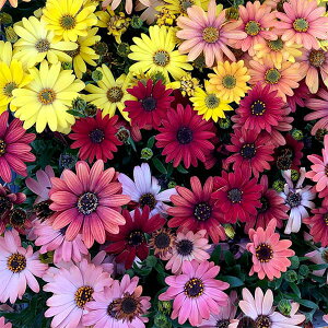 Ԃ̕c/IXeIXy}FAL TZbgVF[hԐF3|3.5|bg 2Zbg