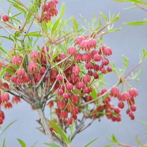 Ԗ ؂̕c/hE_ccWFtgԃhE_3-3.5|bg