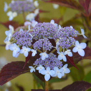 Ԗ ؂̕c/}AWTCFCmEXY~iɗ\̔nj4|bg