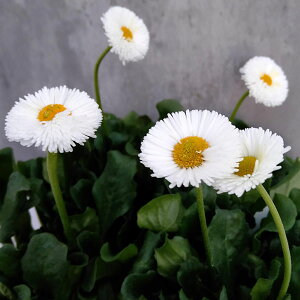 Ԃ̕c/f[W[FA[[||lbgzCg3-3.5|bg 2Zbg