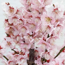 花木 庭木の苗/ハナウメ（花梅）：紅冬至（一重咲ピンク）の盆栽仕立て6号鉢植え