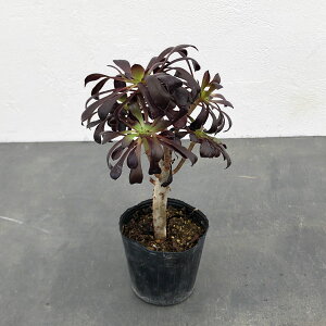 ϗtA/AGIjEF@tiNzEVjQ 3|bg