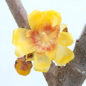 Ԗ ؂̕c/EoCFi܂񂰂j6|bg܂̓[gobN