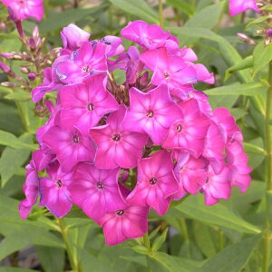 Ԃ̕c/htbNXFJ[Viԁj3|bg