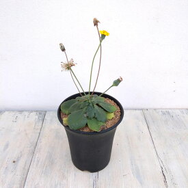 観葉植物/オトンナ：チュベローサ　2.5号鉢植え