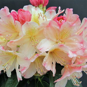 Ԗ ؂̕c/VNiQiΓԁjFp[V[CY} 5A