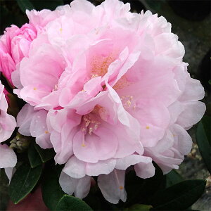 Ԗ ؂̕c/VNiQiΓԁjF[jO}WbN5A