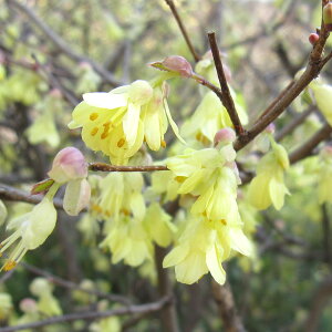 Ԗ ؂̕c/qEK~YLi݂j3|bg