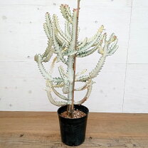 楽天市場】ユーフォルビア ホワイトゴースト（花・観葉植物｜花 