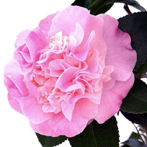 Ԗ ؂̕c/coLFցELbX~[8