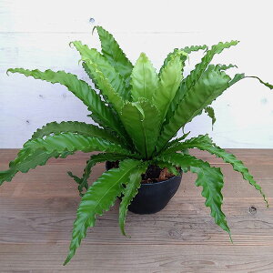 観葉植物 アスプレニウムの人気商品 通販 価格比較 価格 Com