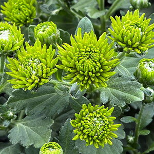 Ԃ̕c/oGb^}iԕtecjFGo[O[3.5|bg