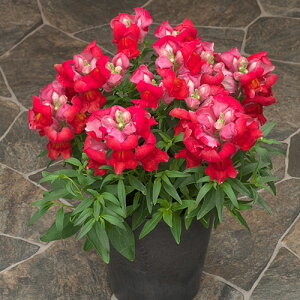 Ԃ̕c/LM\Ei킢EjF|bvAbvEXJ[bg3|bg