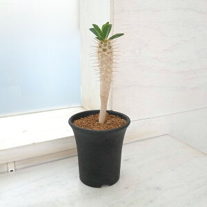 観葉植物 ユーフォルビアの人気商品 通販 価格比較 価格 Com