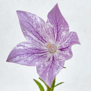 Ԃ̕c/ĂȂLLE(j[jFdnig4|bgij