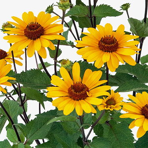 Ԃ̕c/wIvVXFT}[pbg vgb\3|bg