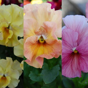 Ԃ̕c/RNVpW[Ft}{[3.5|bg 12Zbg