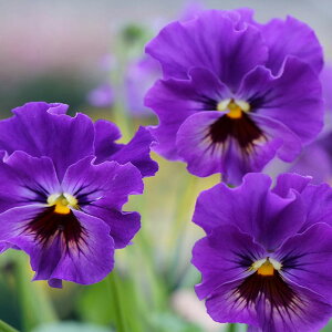 Ԃ̕c/[]MSKK[fփtWrIFA[k[{[p[viu[jiA\[gj3|bg12Zbg